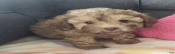 Maltipoo dogs for sale: Joedirt - Ad 3