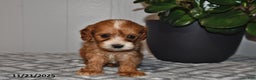Cavapoo dogs for sale: Ollie - Ad 2