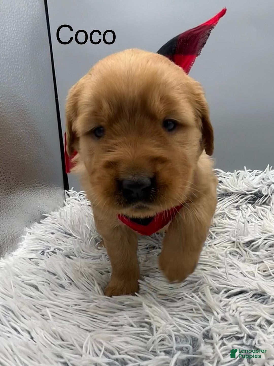 Golden Retriever dogs for sale: Golden Retriever Puppy -Coco - Ad 9