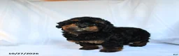 Toy Poodle dogs for sale: Zanna - Ad 3
