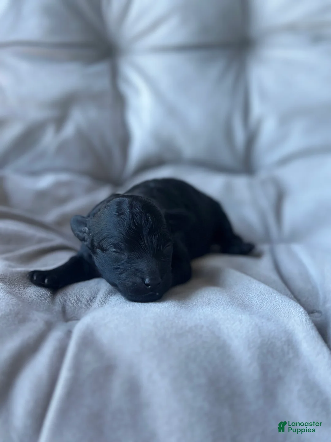 Toy Poodle dogs for sale: AKC Coal - Ad 2