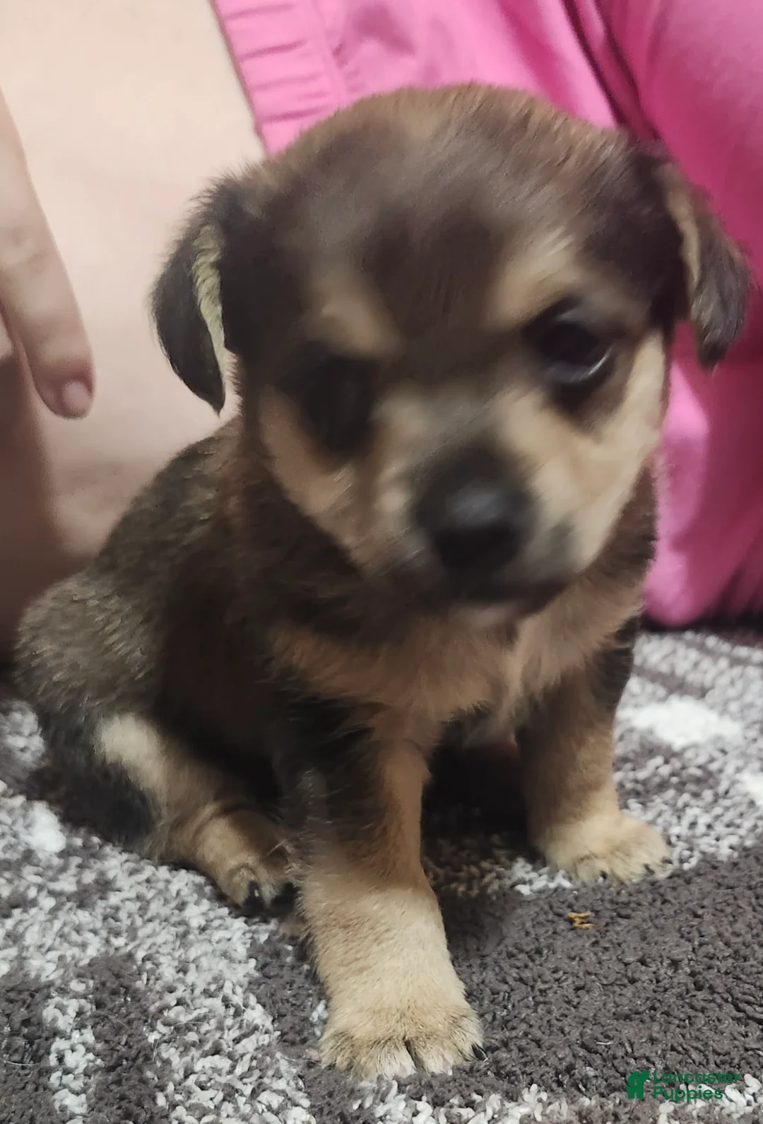 Chorkie dogs for sale: James  - Ad 2