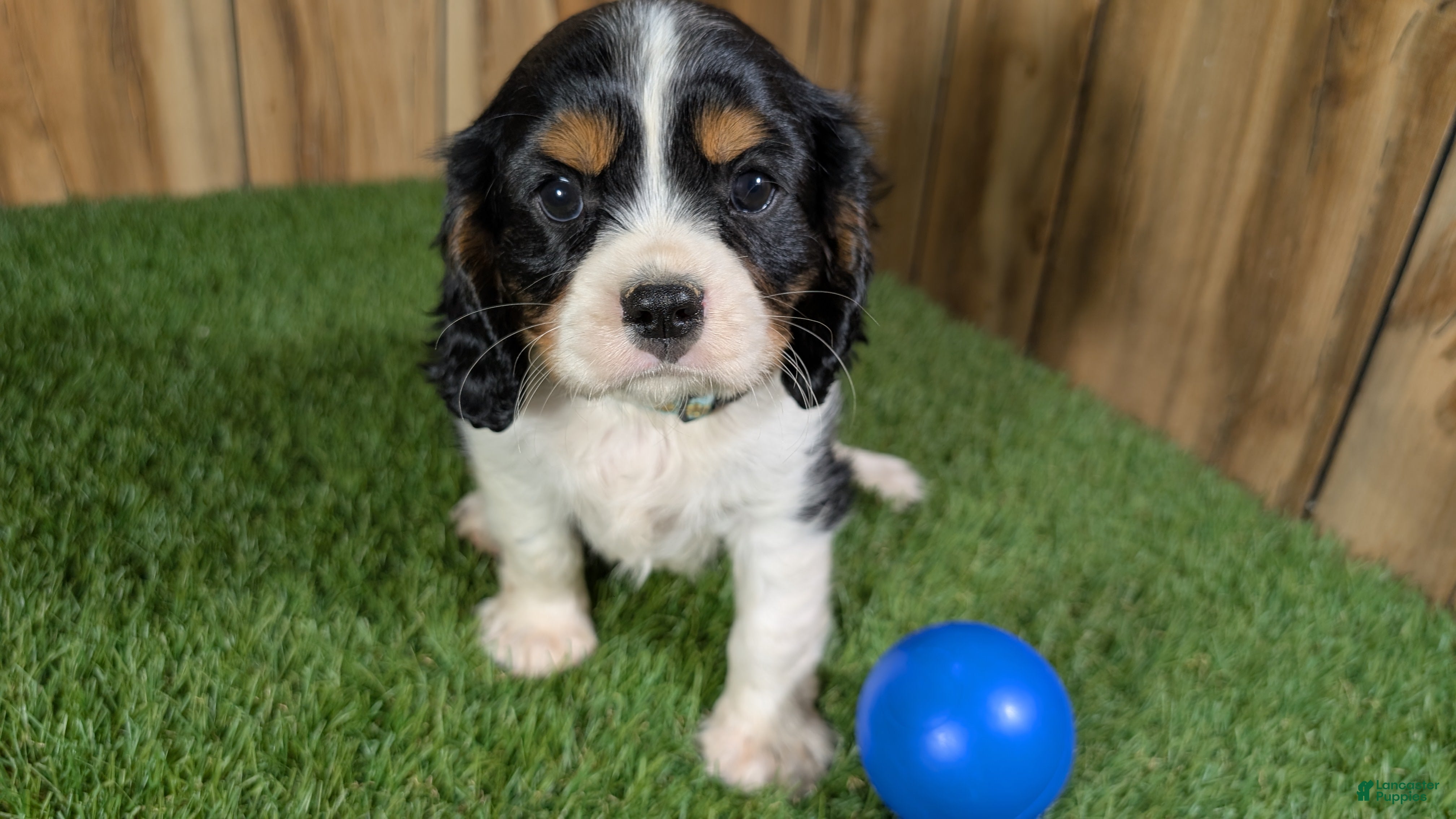 Cavalier King Charles Spaniel dogs Bessie Boy 1 - Ad 1