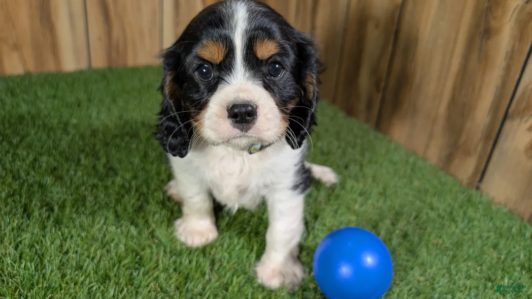 Cavalier King Charles Spaniel dogs for sale: Bessie Boy 1 - Ad 1