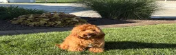 Cavapoo dogs for sale: Lyndon F1b  - Ad 4