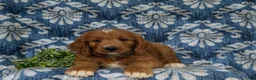 Goldendoodle dogs for sale: Thane - Ad 5