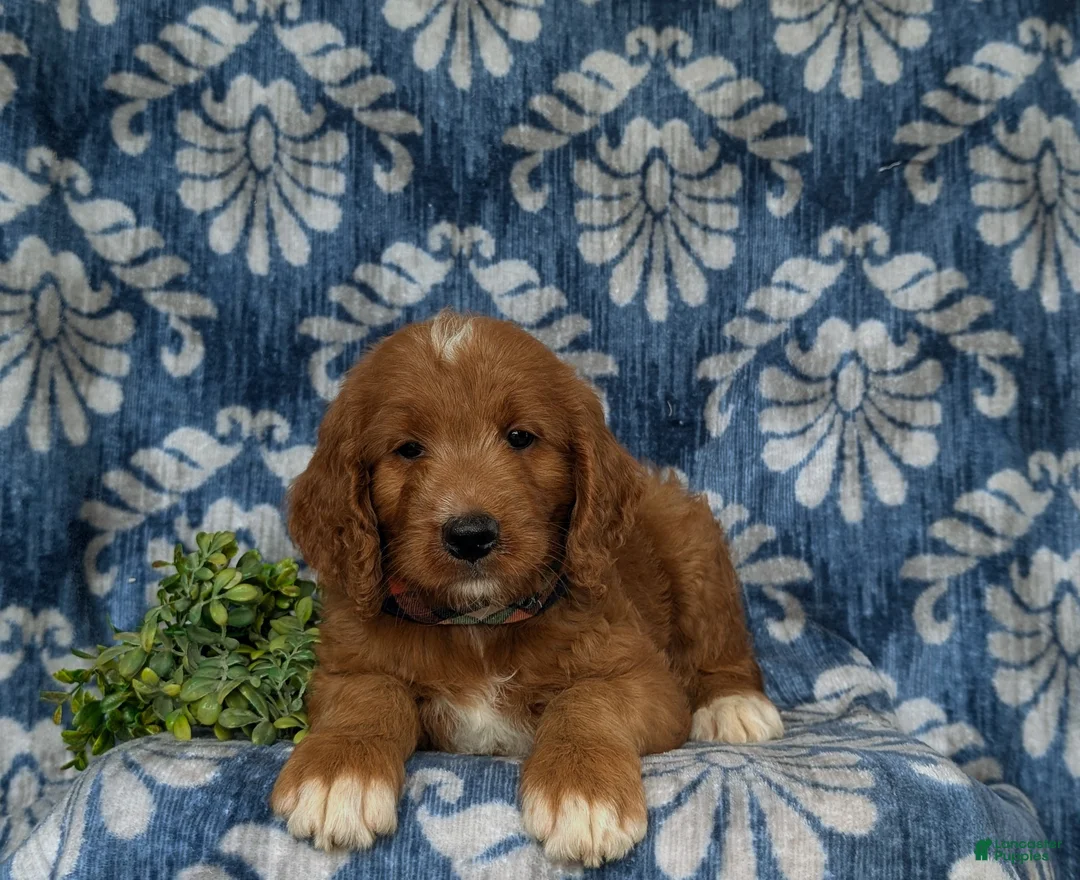 Goldendoodle dogs for sale: Thane - Ad 5