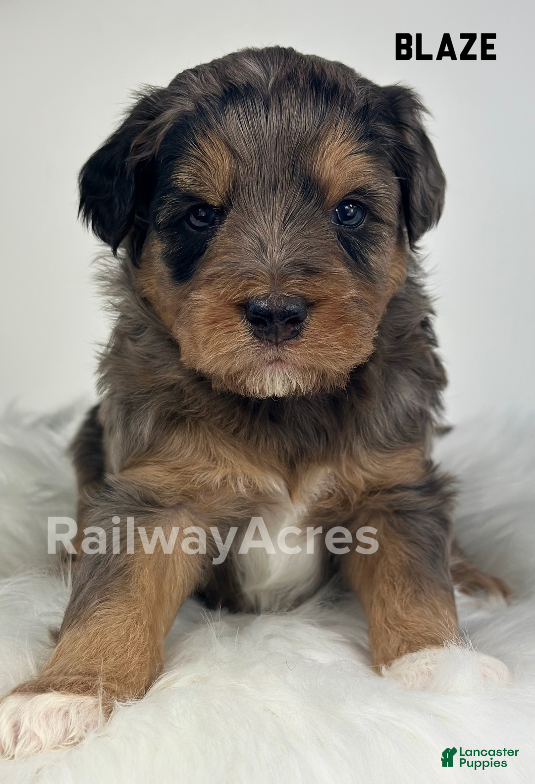 Mini Goldendoodle dogs for sale: Blaze-Petite - Ad 1