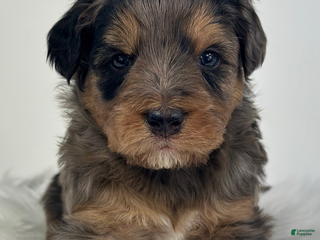 Mini Goldendoodle dogs Blaze-Petite - Ad 33