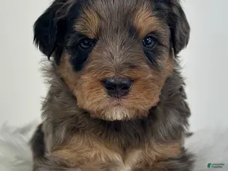 Mini Goldendoodle dogs Blaze-Petite - Ad 12