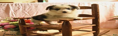 Patches