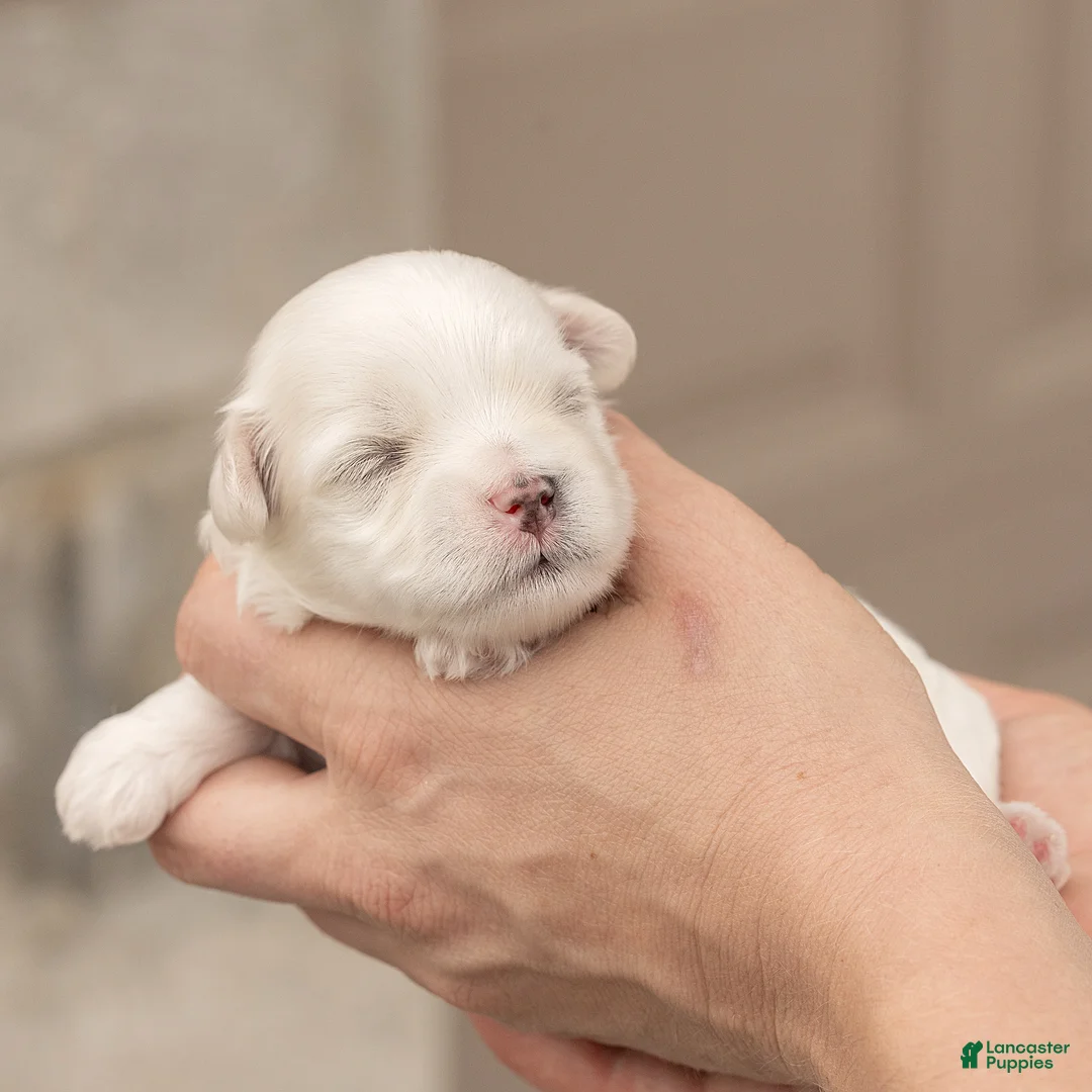Maltese dogs for sale: Leo Maltese  - Ad 5