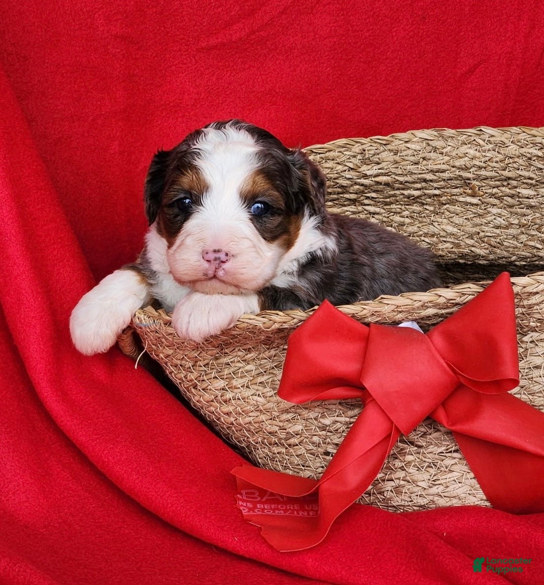 Mini Bernedoodle dogs for sale: lacey - Ad 1