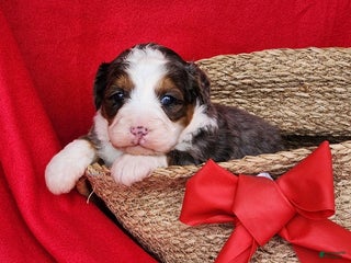 Mini Bernedoodle dogs lacey - Ad 33