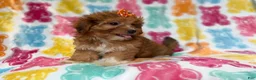 Yorkiepoo dogs for sale: Bree - Ad 5