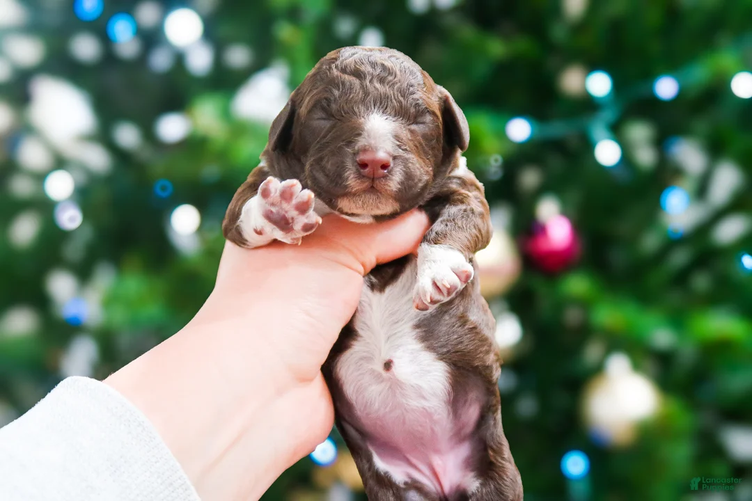 Lagotto Romagnolo dogs for sale: male 2 - Ad 8