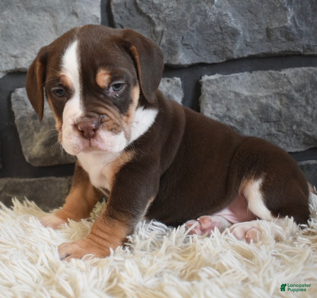 Mixed Breed dogs for sale: Bella  - Ad 3