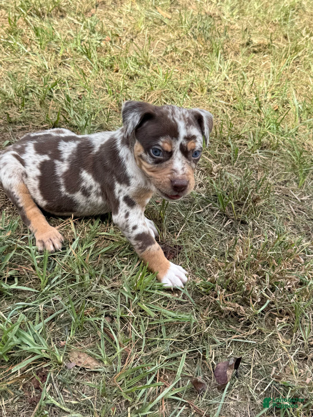 Catahoula Leopard Dog dogs for sale: Hot Pants aka Belle - Ad 2