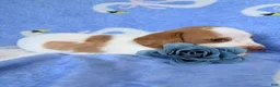 Miniature Dachshund dogs for sale: Miniature Dachshund 1- Ella - Ad 1