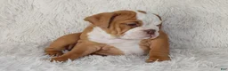 English Bulldog dogs for sale: Kallie - Ad 2