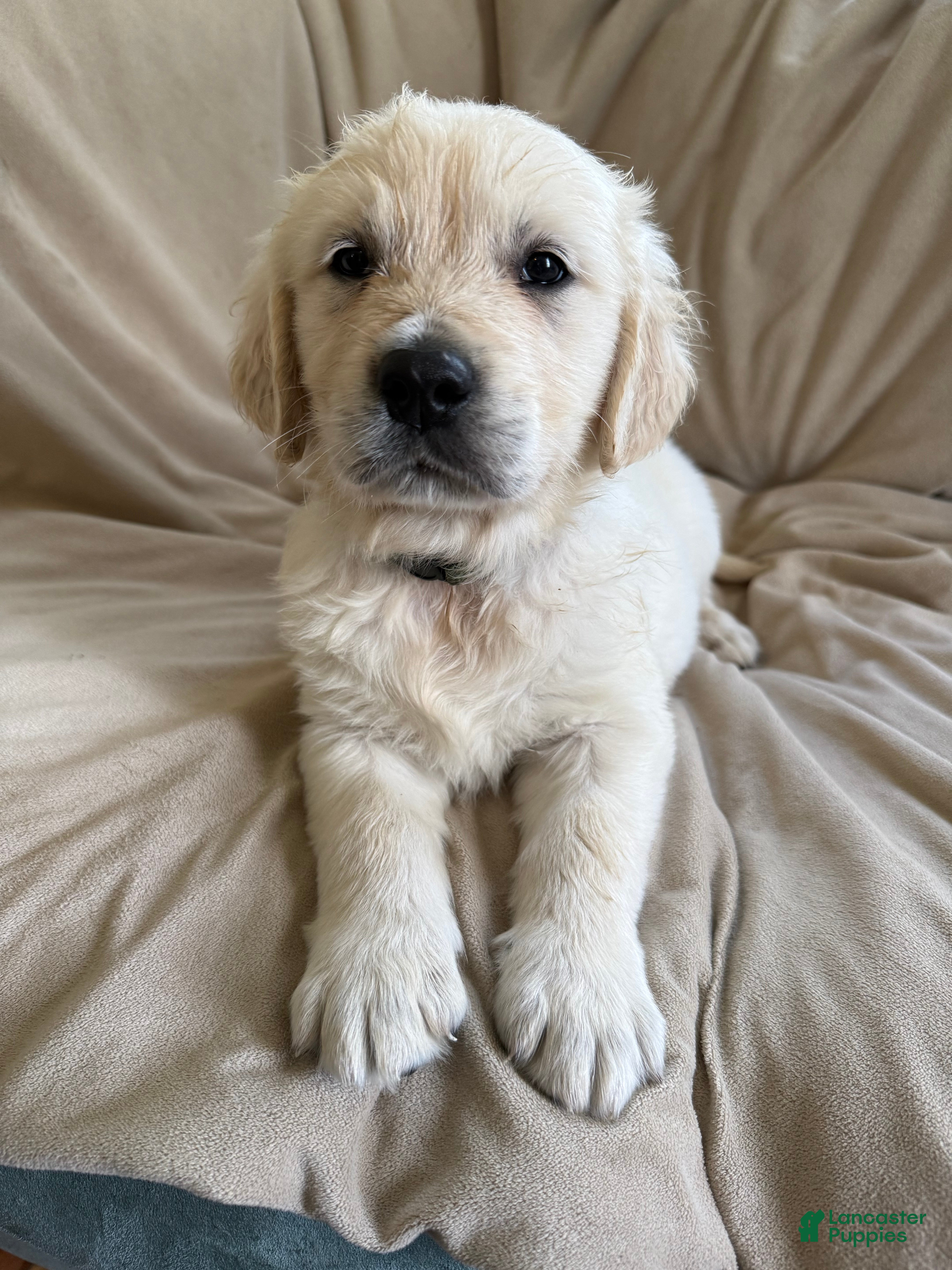 Golden Retriever dogs Golden Retriever Puppy 2 green  - Ad 31