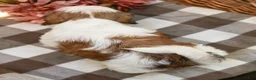 Shih Tzu dogs for sale: Anthony - Ad 7