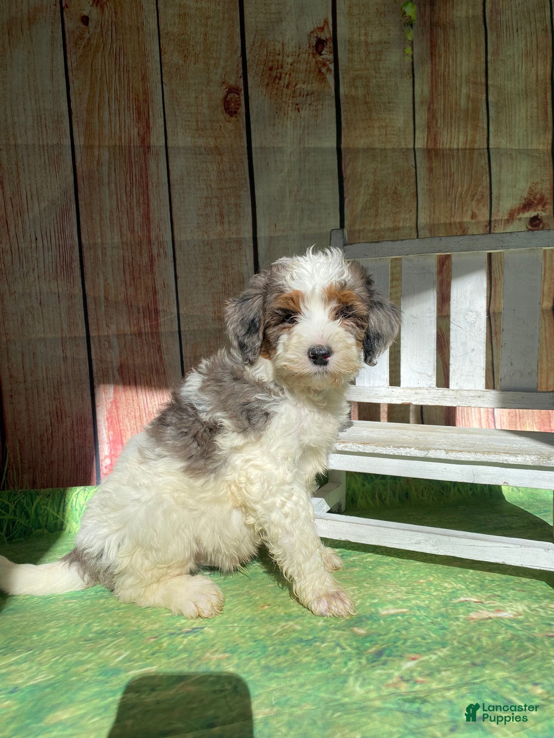 Mini Bernedoodle dogs for sale: Spur - Ad 7