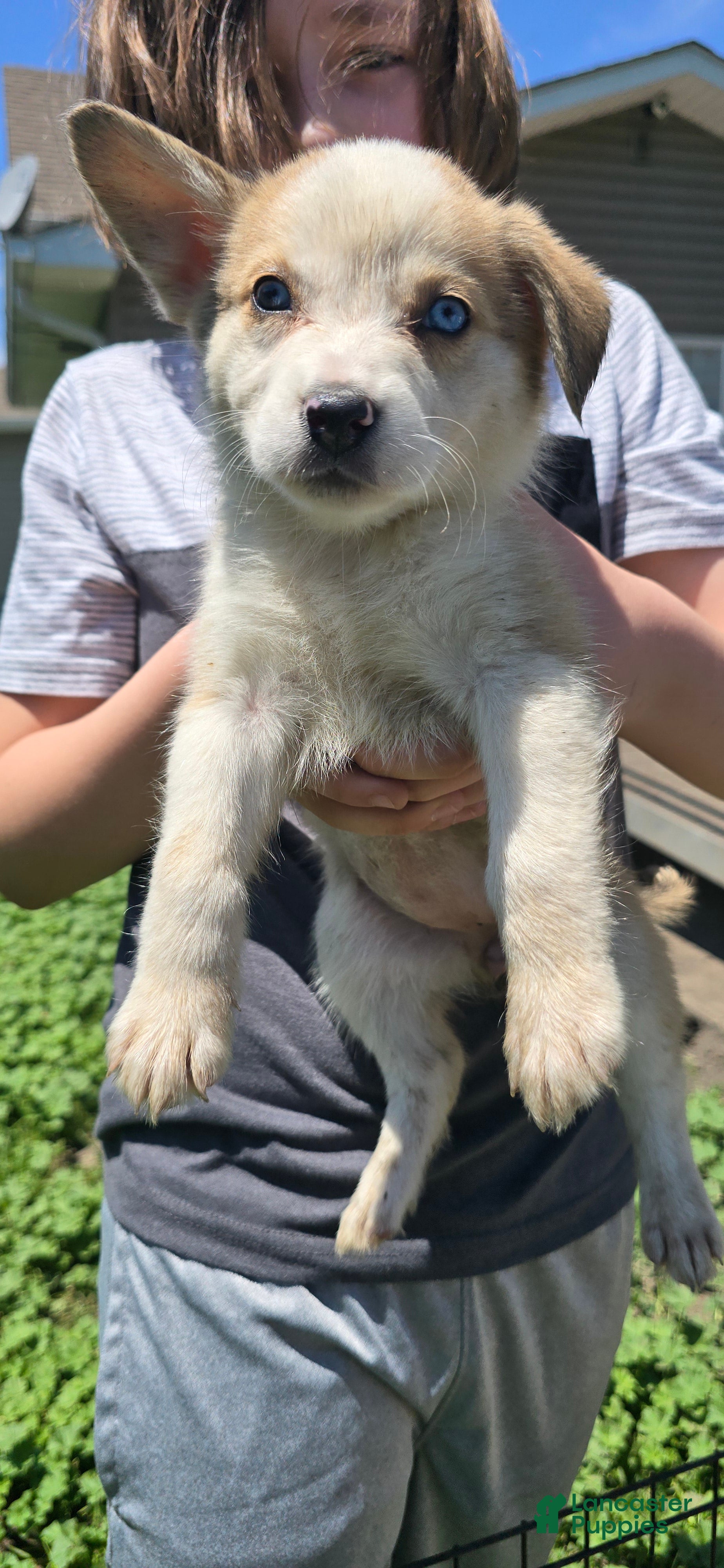 Mixed Breed dogs for sale: Brown & White Girl - Ad 3