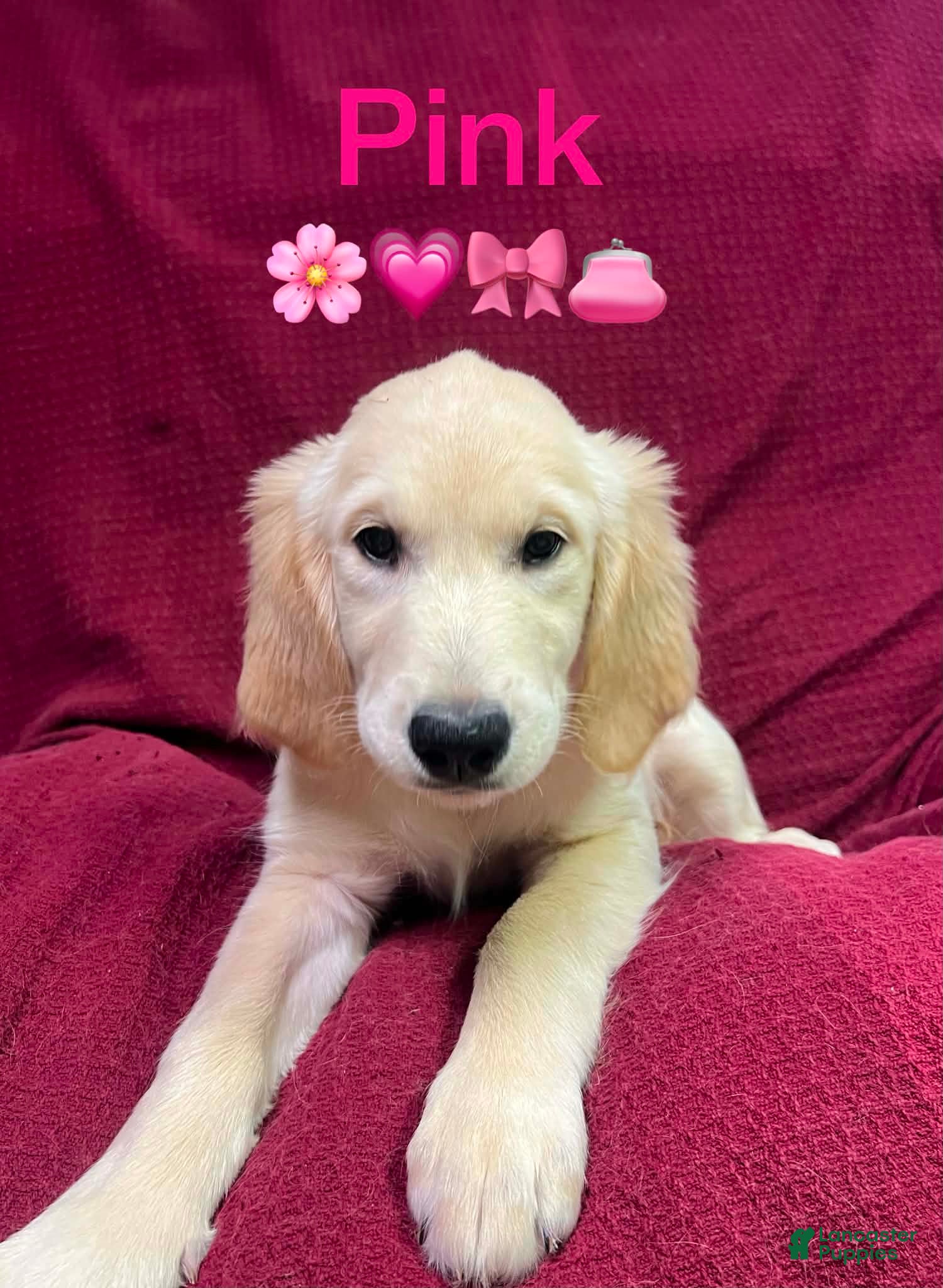 Golden Retriever dogs Golden Retriever 3 - Ad 2