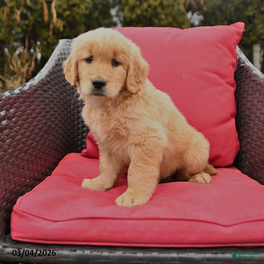 Golden Retriever dogs for sale: Hazel - Ad 1