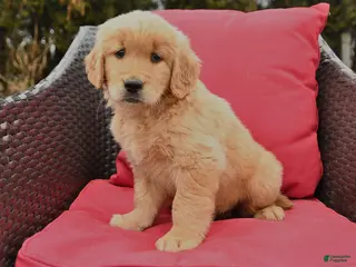 Golden Retriever dogs for sale: Hazel - Ad 1