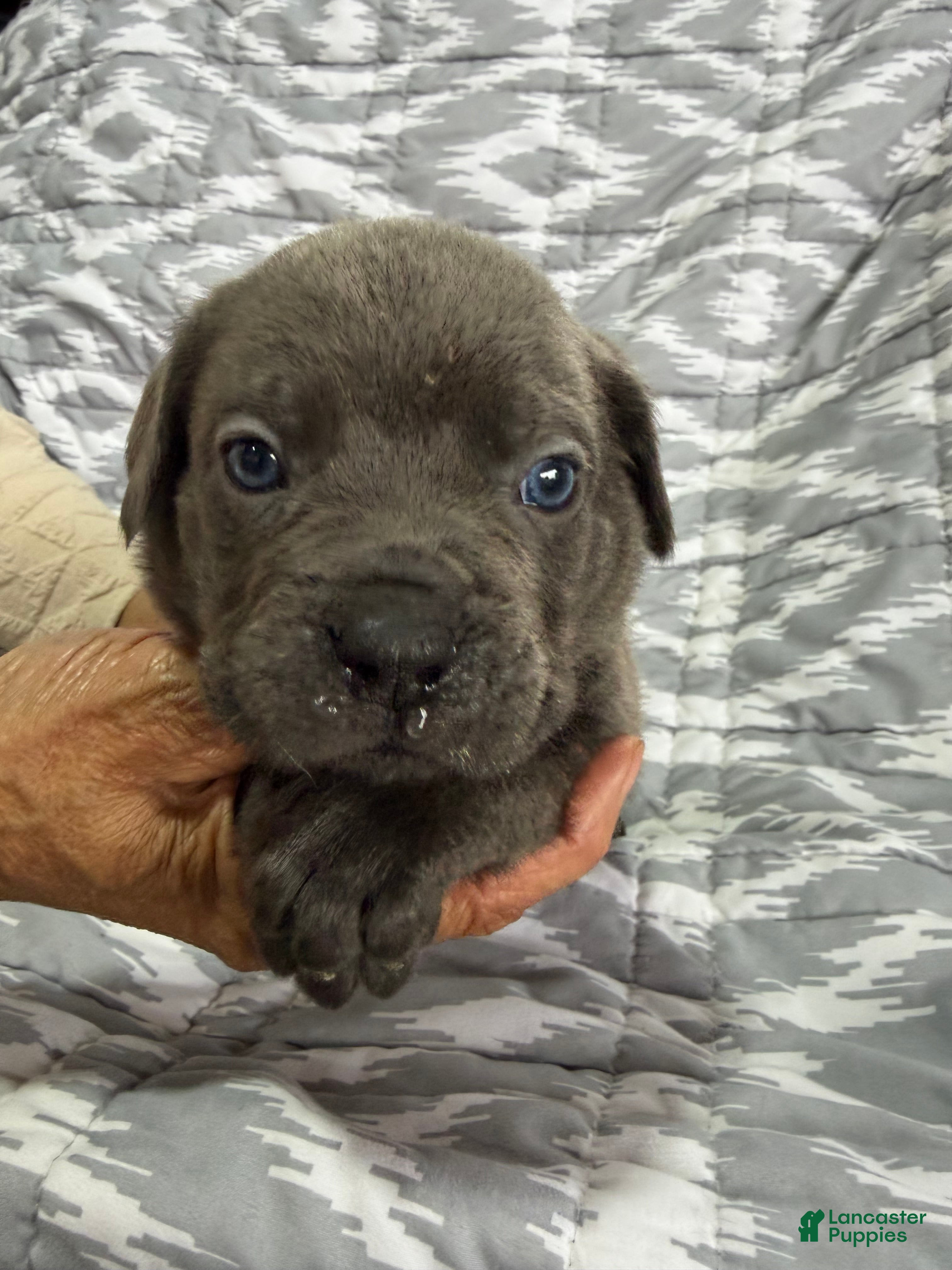 Cane Corso dogs Blu - Ad 1