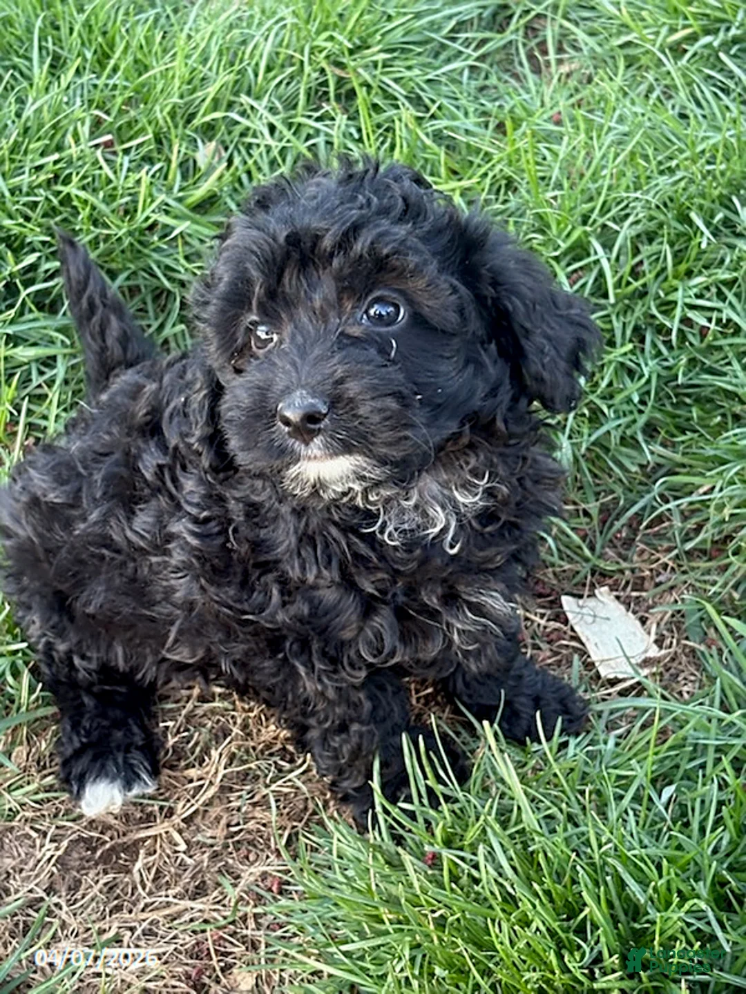 Mixed Breed dogs for sale: Brady - Ad 1