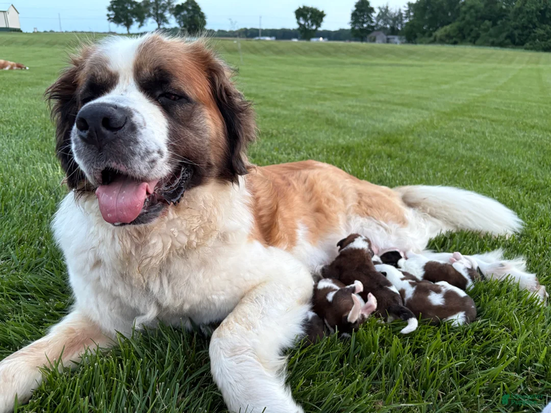 Saint Bernard dogs for sale: Durmax - Ad 4