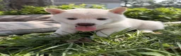 Shiba Inu dogs for sale: Loki - Ad 3