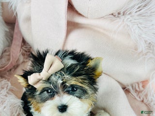 Yorkshire Terrier dogs - Ad 20