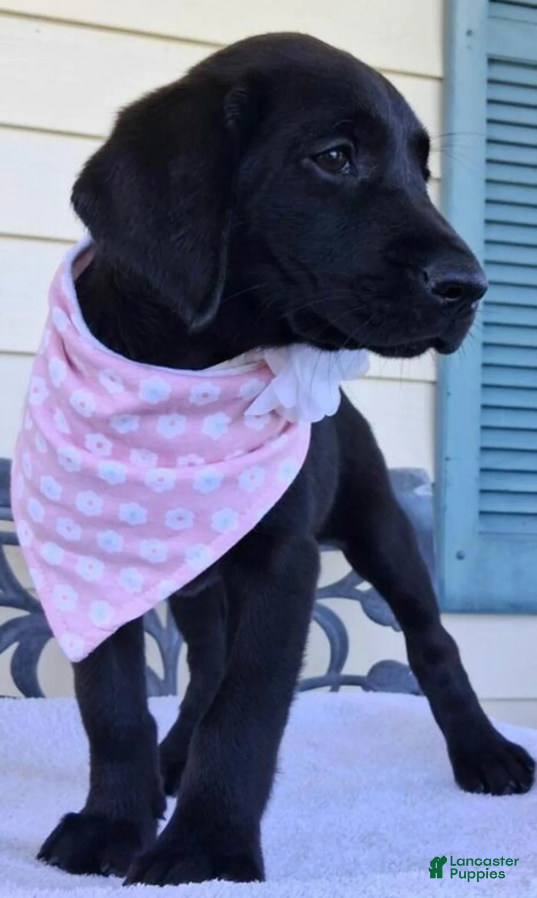 Labrador Retriever dogs for sale: Labrador Retriever 1 - Ad 2