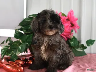Miniature Poodle dogs for sale: Ace - Ad 3