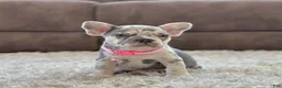 French Bulldog dogs for sale: Petal video ad - Ad 3