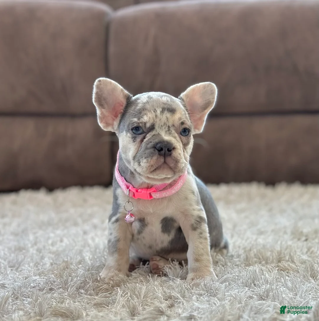French Bulldog dogs for sale: Petal video ad - Ad 3