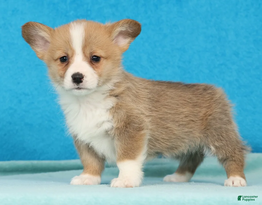 Welsh Corgi Pembroke dogs for sale: Dottie - Ad 1