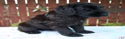 Giant Schnauzer dogs for sale: Lelah - Ad 3