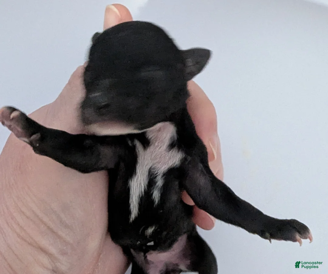 Chihuahua dogs for sale: Ruby - Ad 3