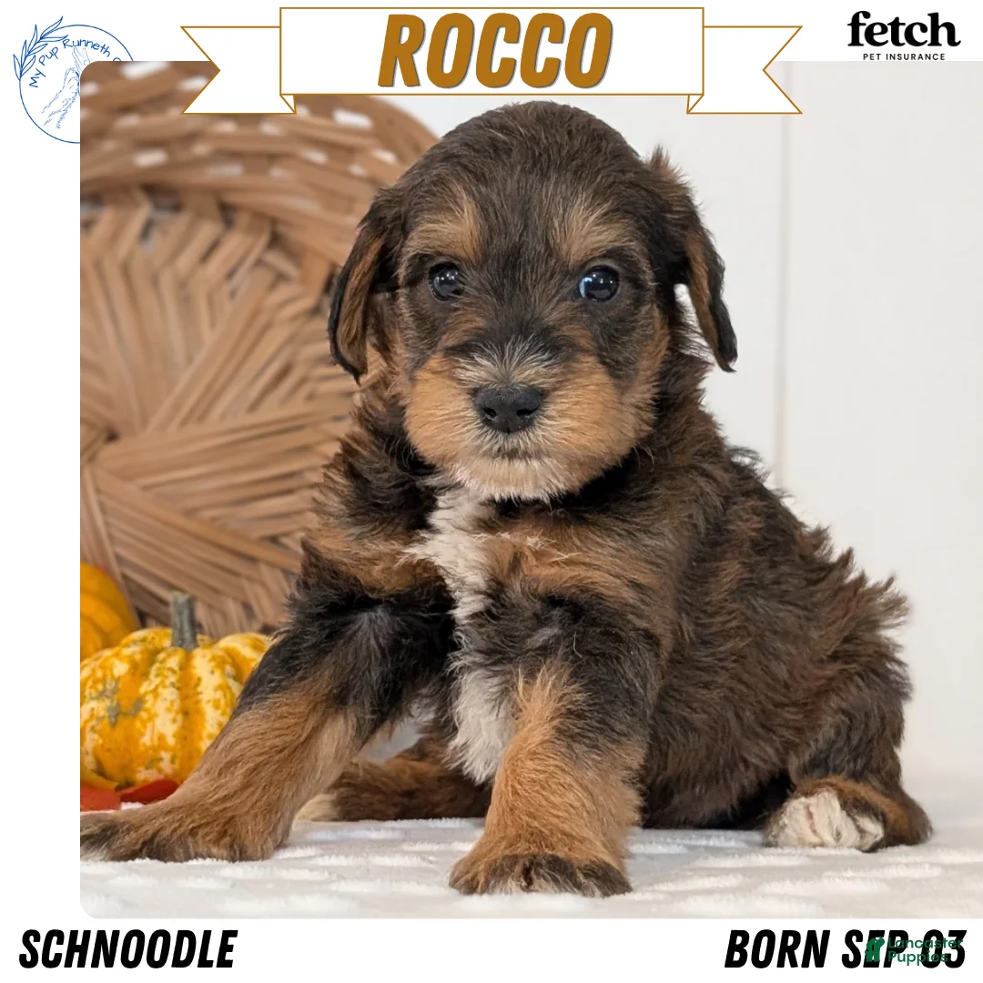 Schnoodle dogs for sale: Rocco - Ad 1