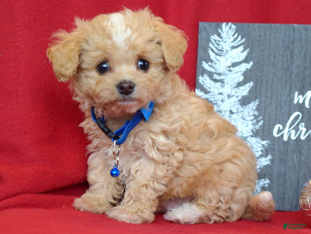 Maltipoo dogs for sale: Jax - Ad 6