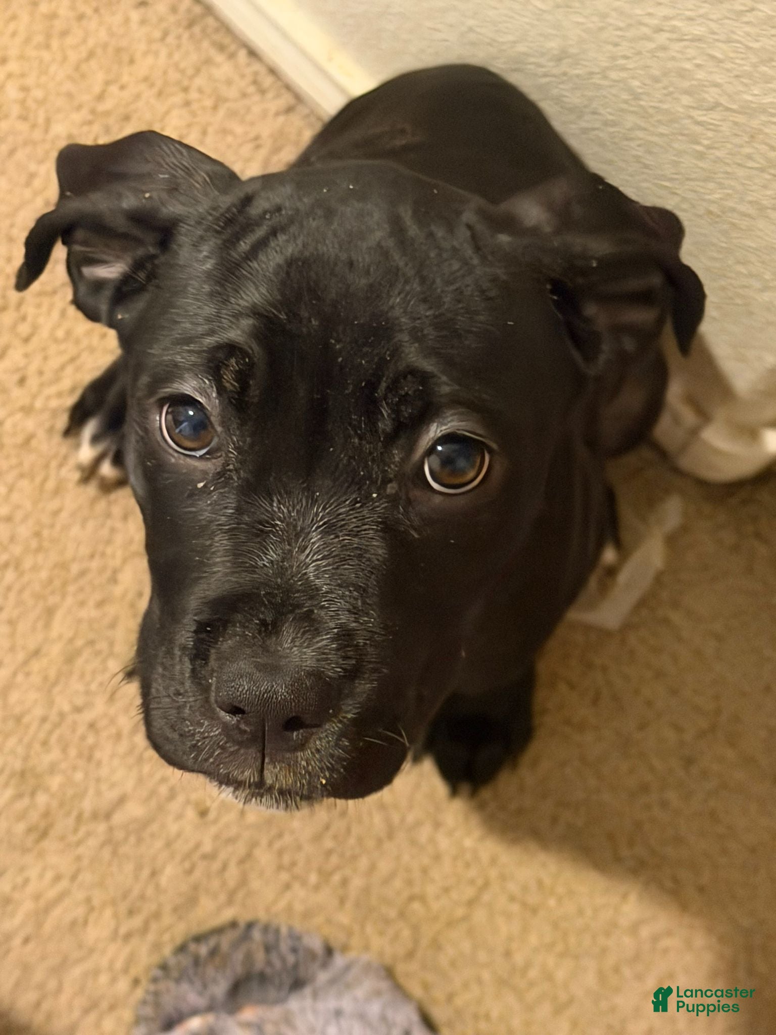 Cane Corso dogs Cane Corso 11 - Ad 1