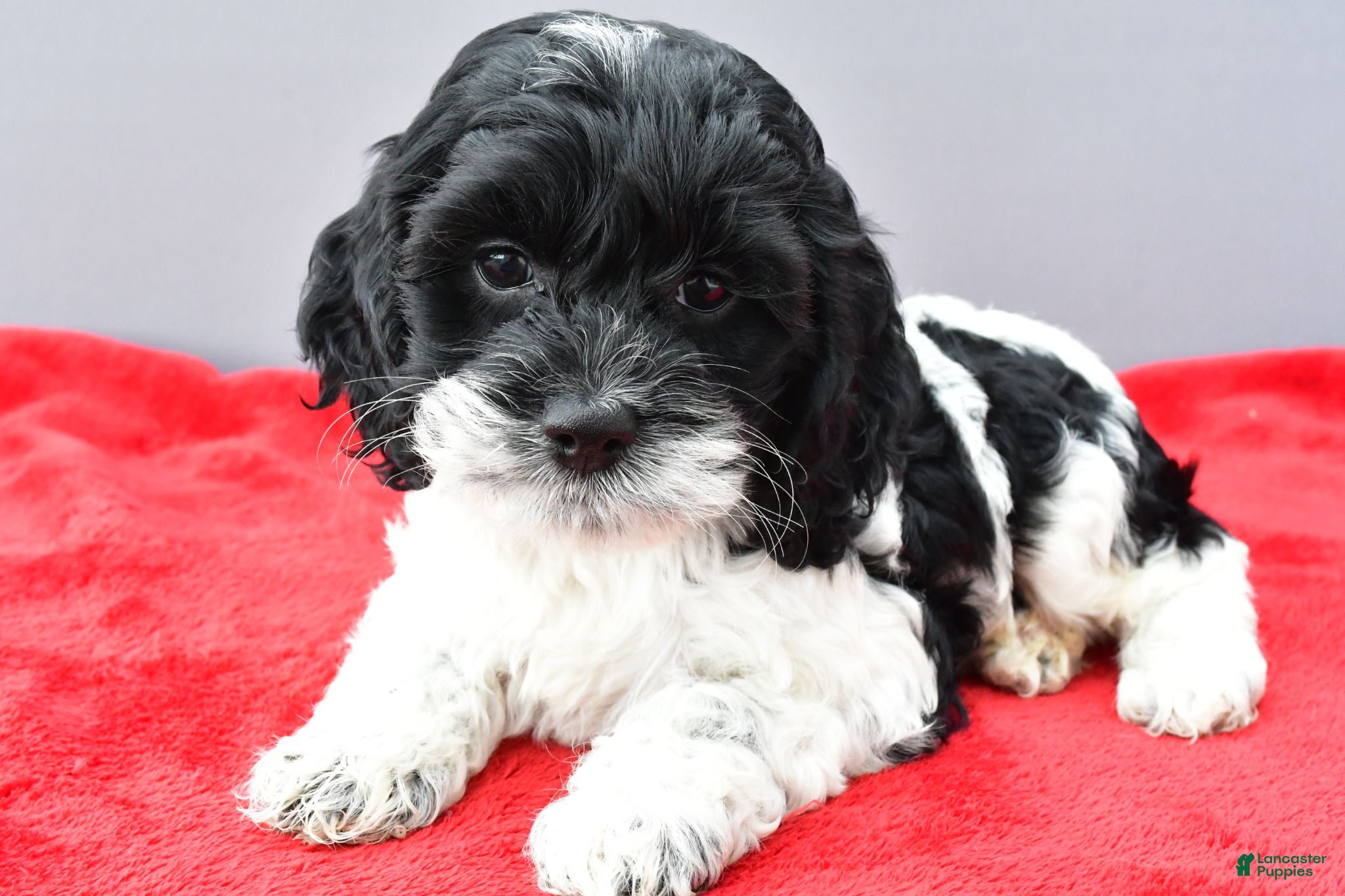 Cockapoo dogs Stella - Ad 1