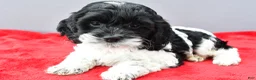 Cockapoo dogs for sale: Stella - Ad 1