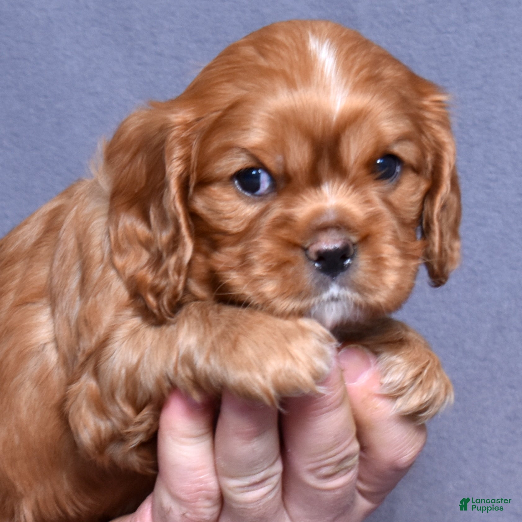 Cavalier King Charles Spaniel dogs Moses - Ad 1