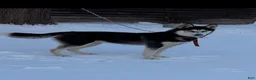 Siberian Husky dogs for sale: Siberian Husky Puppy 1 - Ad 2